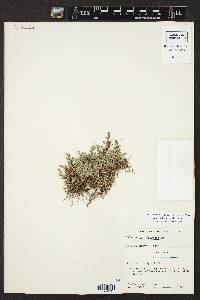 Selaginella wrightii image