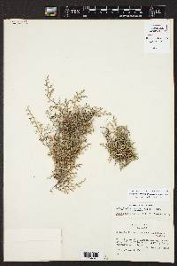 Selaginella mutica image