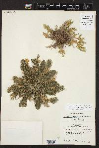 Selaginella lepidophylla image