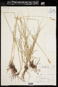 Carex tetrastachya image