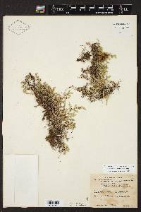 Selaginella wrightii image