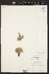 Selaginella wrightii image