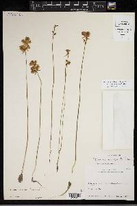 Utricularia cornuta image