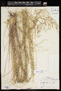 Eragrostis curvula image