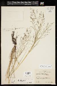 Eragrostis intermedia image