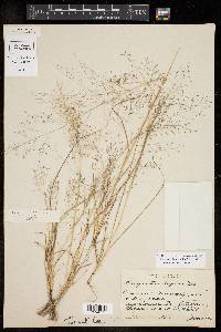 Eragrostis intermedia image