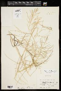 Eragrostis curtipedicellata image