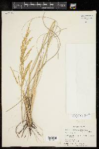 Eragrostis curvula image