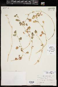 Medicago polymorpha image