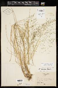 Eragrostis erosa image