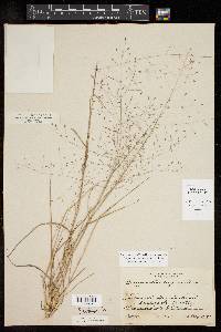 Eragrostis intermedia image