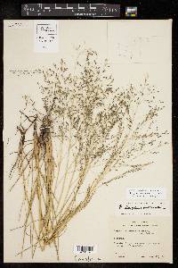 Eragrostis intermedia image