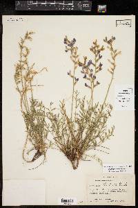 Oxytropis lambertii image