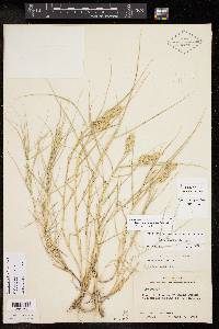 Distichlis spicata subsp. spicata image