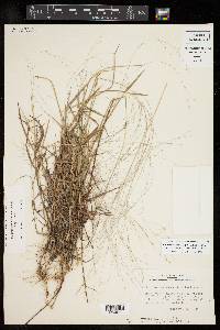 Digitaria cognata image