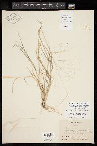 Digitaria pubiflora image