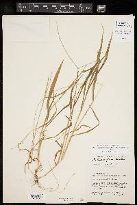 Digitaria bicornis image