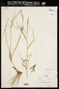 Dichanthium annulatum image