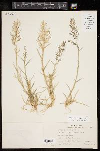 Eragrostis barrelieri image