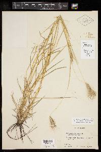 Dichanthium sericeum image