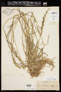 Echinochloa colona image