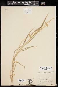 Echinochloa colona image