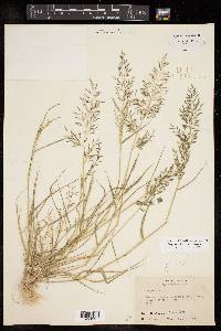 Eragrostis barrelieri image