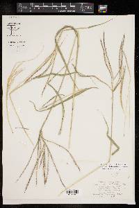 Enteropogon chlorideus image