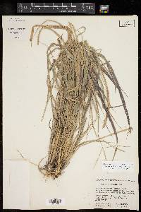 Enteropogon chlorideus image