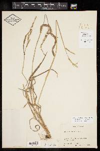 Echinochloa colona image