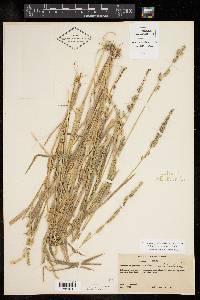 Echinochloa colona image