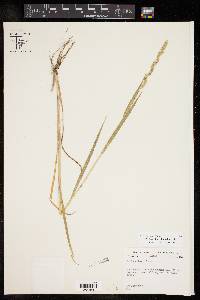 Echinochloa colona image