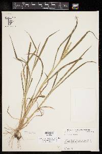 Echinochloa colona image