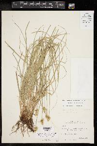 Carex retroflexa image