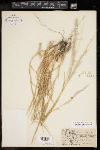 Digitaria californica image