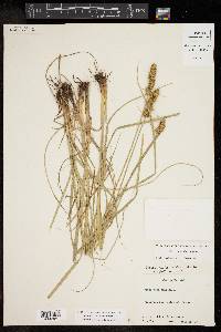 Carex triangularis image