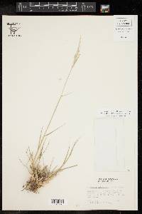 Digitaria californica image