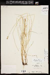 Carex retroflexa image