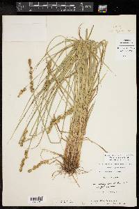 Carex triangularis image