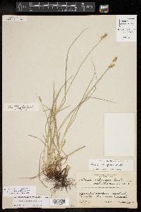 Carex retroflexa image