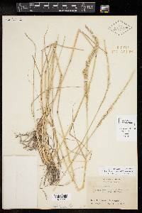 Tridens albescens image