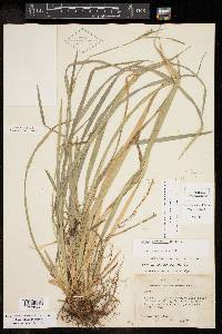 Carex striatula image