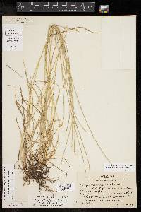 Carex retroflexa image