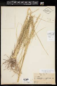 Tridens albescens image