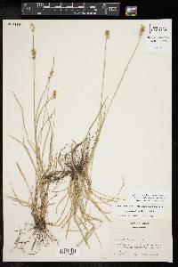 Carex retroflexa image