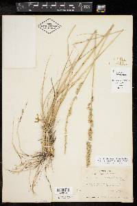 Tridens albescens image