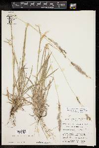 Digitaria californica image