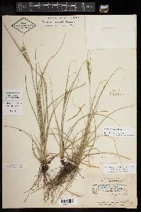 Carex schiedeana image