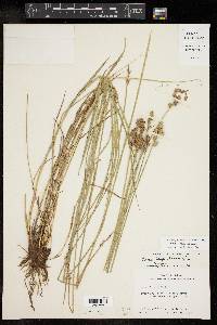 Carex longii image