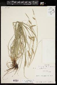 Carex cherokeensis image